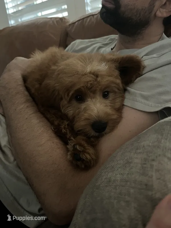 Daisy  – Miniature Goldendoodle puppy for sale in Anderson, SC