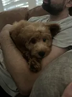 Daisy , a female Miniature Goldendoodle for sale in Anderson, SC – 1 of 4
