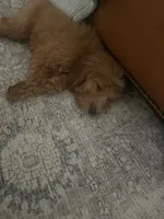 Daisy , a female Miniature Goldendoodle for sale in Anderson, SC – 2 of 4