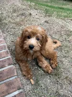 Daisy , a female Miniature Goldendoodle for sale in Anderson, SC – 4 of 4