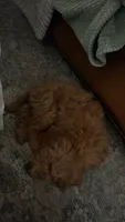 Daisy , a female Miniature Goldendoodle for sale in Anderson, SC – 3 of 4