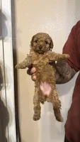 Liberty , a female Poodle - Toy  for sale in Yuma, AZ – 3 of 3