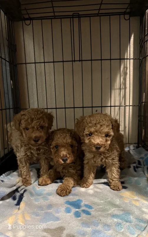 Liberty  – Poodle - Toy  puppy for sale in Yuma, AZ