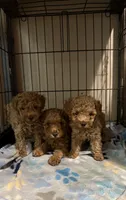 Liberty , a female Poodle - Toy  for sale in Yuma, AZ – 1 of 3