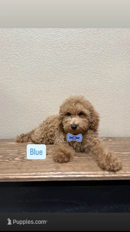 Blue – Poodle - Toy  puppy for sale in Yuma, AZ