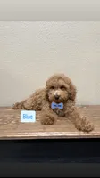 Blue, a male Poodle - Toy  for sale in Yuma, AZ – 1 of 1