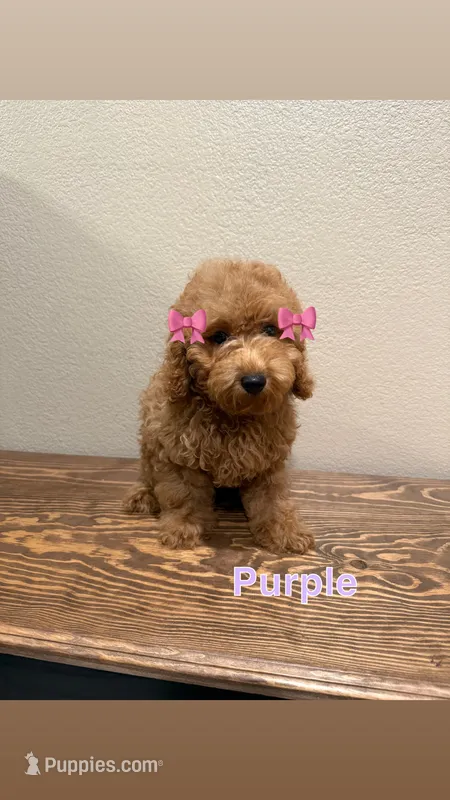 Purple  – Poodle - Toy  puppy for sale in Yuma, AZ
