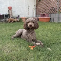Chopper, a male Poodle - Standard  for sale in Yuma, AZ – Photo 1 of 4