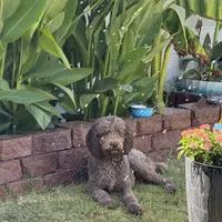 Chopper, a male Poodle - Standard  for sale in Yuma, AZ – Photo 2 of 4
