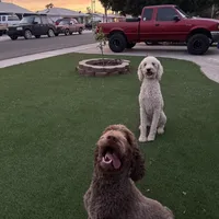 Chopper, a male Poodle - Standard  for sale in Yuma, AZ – Photo 3 of 4