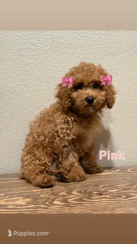 Pink – Poodle - Toy  puppy for sale in Yuma, AZ