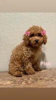 Pink, a female Poodle - Toy  for sale in Yuma, AZ – 1 of 1