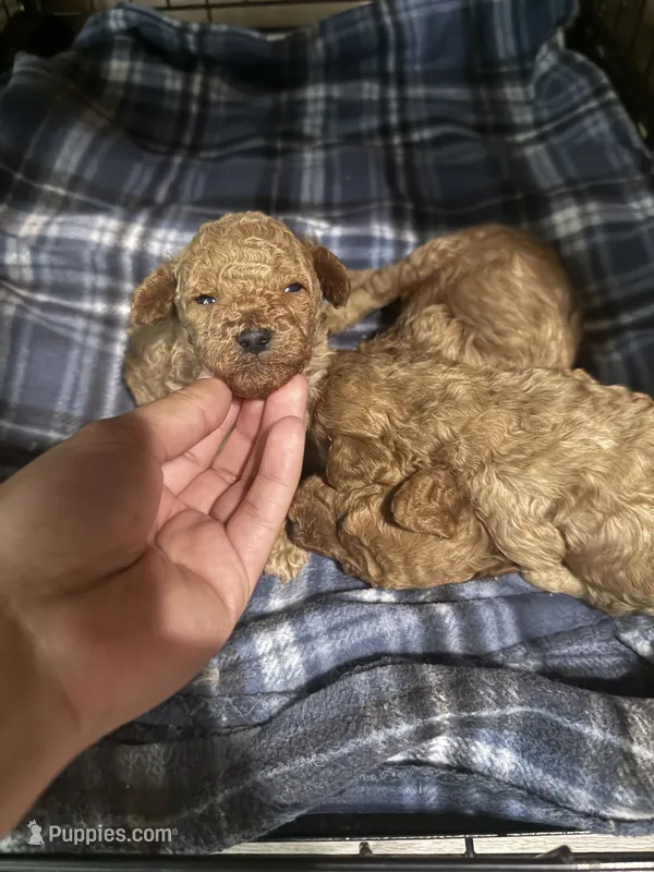 4th of july litter – Poodle - Toy  puppy for sale in Yuma, AZ