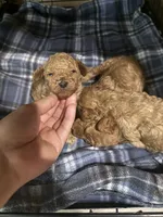 4th of july litter, a male Poodle - Toy  for sale in Yuma, AZ – 1 of 1