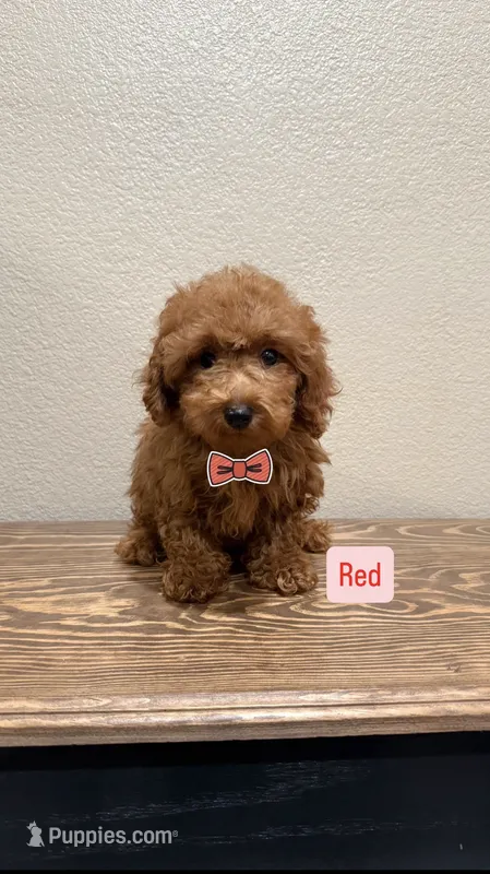 Red – Poodle - Toy  puppy for sale in Yuma, AZ