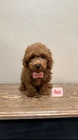 Red, a male Poodle - Toy  for sale in Yuma, AZ – 1 of 1