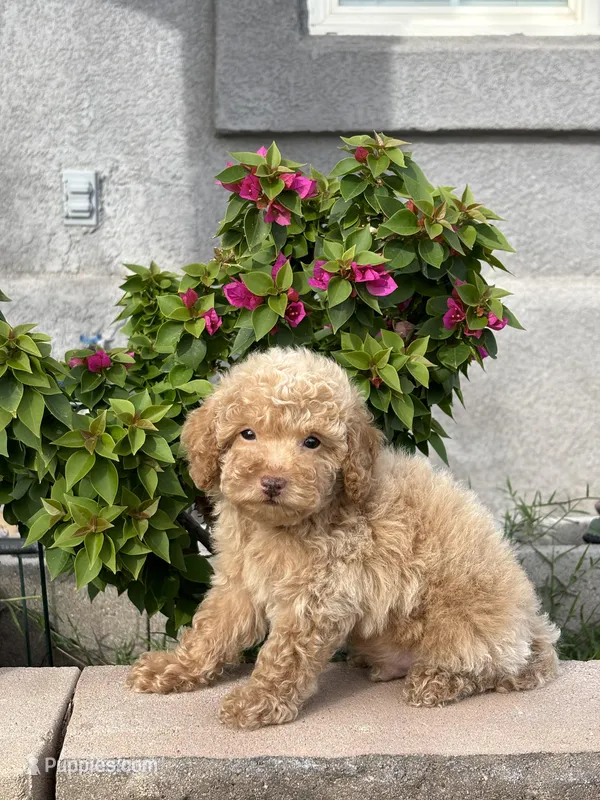 Coming soon!, a  Poodle - Toy  for sale in Yuma, AZ – Photo 1 of 1