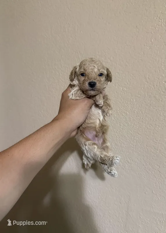 Baby boy – Poodle - Toy  puppy for sale in Yuma, AZ