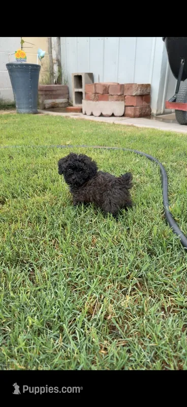 Baby girl – Poodle - Toy  puppy for sale in Yuma, AZ