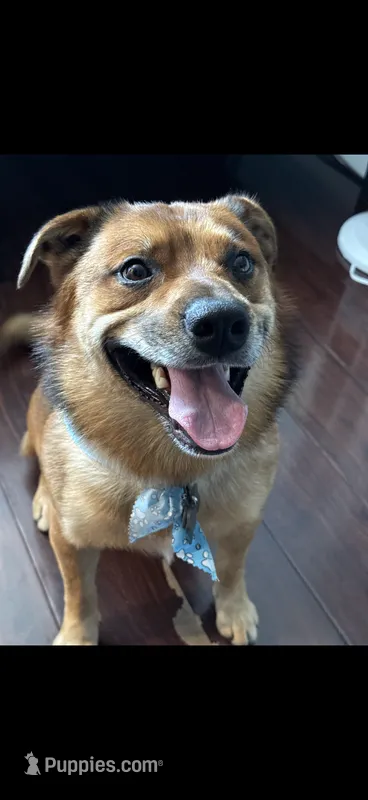 Ollie – Australian Cattle Dog, Pembroke Welsh Corgi puppy for sale in La Crescenta, CA
