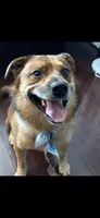 Ollie, a male Australian Cattle Dog and Pembroke Welsh Corgi for sale in La Crescenta, CA – 1 of 8