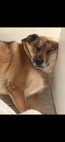 Ollie, a male Australian Cattle Dog and Pembroke Welsh Corgi for sale in La Crescenta, CA – 6 of 8