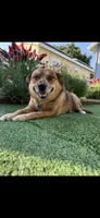 Ollie, a male Australian Cattle Dog and Pembroke Welsh Corgi for sale in La Crescenta, CA – 5 of 8