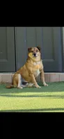 Ollie, a male Australian Cattle Dog and Pembroke Welsh Corgi for sale in La Crescenta, CA – 3 of 8