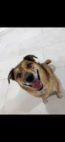 Ollie, a male Australian Cattle Dog and Pembroke Welsh Corgi for sale in La Crescenta, CA – 4 of 8
