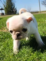 Frankie , a male Pug for sale in Cory, IN – Photo 3 of 3