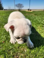 Frankie , a male Pug for sale in Cory, IN – Photo 2 of 3