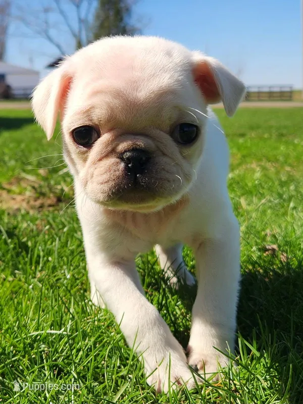 Frankie  – Pug puppy for sale in Cory, IN