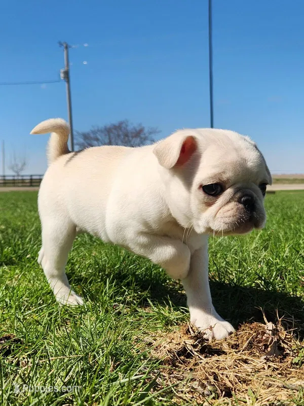 Kilo, a male Pug for sale in Cory, IN – Photo 1 of 3