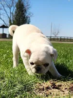 Kilo, a male Pug for sale in Cory, IN – Photo 2 of 3
