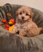 Dixie , a female Poodle - Toy  and Havapoo for sale in Wentworth, MO – 4 of 8