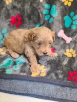 Candy, a female Poodle - Toy  and Havapoo for sale in Wentworth, MO – 5 of 5