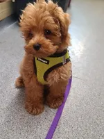 Teddy , a  Maltipoo and Poodle - Toy  for sale in Wentworth, MO – 4 of 7