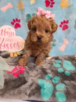 Josiah, a female Maltipoo and Poodle - Toy  for sale in Wentworth, MO – 8 of 10