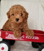 Sonny , a  Poodle - Toy  and Bichpoo for sale in Wentworth, MO – 4 of 6