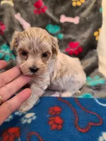 Candy, a male Maltipoo and Poodle - Toy  for sale in Wentworth, MO – 3 of 5