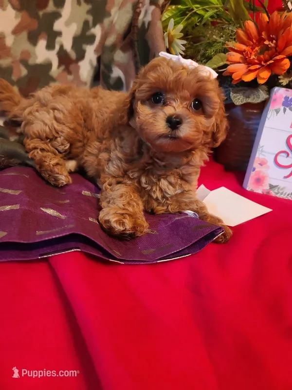 Rosa – Bichpoo puppy for sale in Wentworth, MO