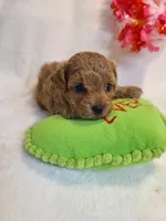 Rosa, a female Bichpoo for sale in Wentworth, MO – Photo 1 of 2