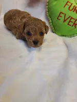 Rosa, a female Bichpoo for sale in Wentworth, MO – Photo 2 of 2