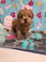 Josiah, a female Maltipoo and Poodle - Toy  for sale in Wentworth, MO – 9 of 10