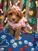 Lexie, a female Maltipoo and Poodle - Toy  for sale in Wentworth, MO – 5 of 6