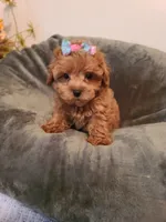 Symphony , a  Poodle - Toy  and Bichpoo for sale in Wentworth, MO – 4 of 4