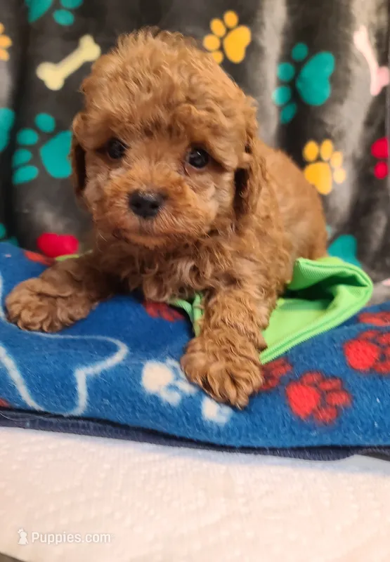 Razor – Poodle - Toy , Bichpoo puppy for sale in Wentworth, MO