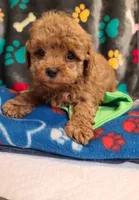 Razor, a male Poodle - Toy  and Bichpoo for sale in Wentworth, MO – 1 of 5