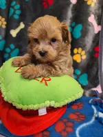 Rowdy, a male Maltipoo and Poodle - Toy  for sale in Wentworth, MO – 6 of 6