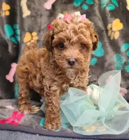 Janie , a female Maltipoo and Poodle - Toy  for sale in Wentworth, MO – 1 of 9